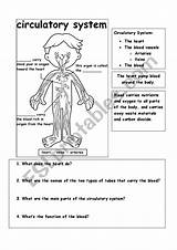 Circulatory System Worksheet Worksheets Kids Blood Printable Body Human Board Teacher Vessels Sistema Circulatorio Hoja Trabajo Esl Claudia Kindergarten Choose sketch template