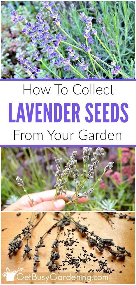 grow  lavender plants   seeds
