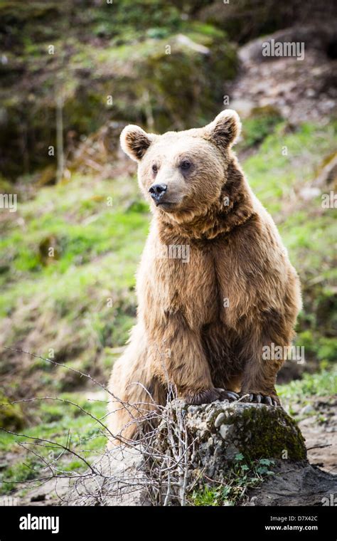 brown bear ursus arctos stock photo alamy