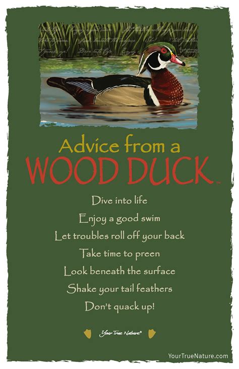 advice   wood duck postcard  true nature nature quotes