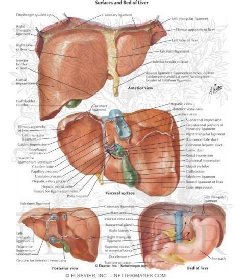 Liver Anatomy Body