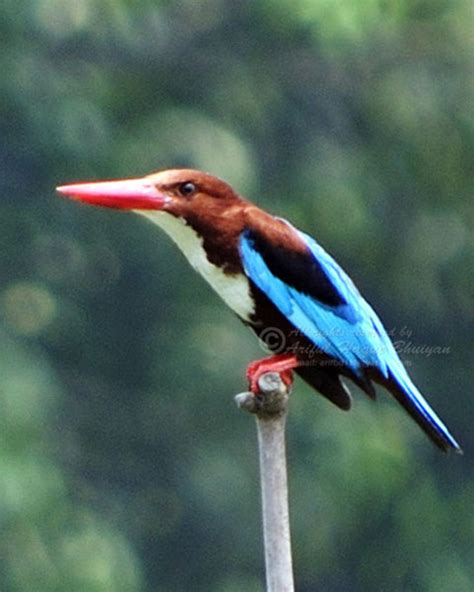 bangladeshi picture gallery birds of bd
