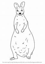 Wallaby Drawing Draw Step Kangaroos Learn Getdrawings Tutorials Drawingtutorials101 sketch template
