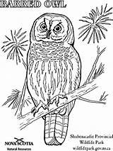 Owl Coloring Burrowing Barred Pages Sheet Sheets Designlooter Great 768px 35kb Horned Bird Choose Board Drawings sketch template