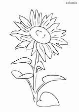 Sonnenblume Blumen Kopf Stehendem Ausmalbild Malvorlage Colomio sketch template