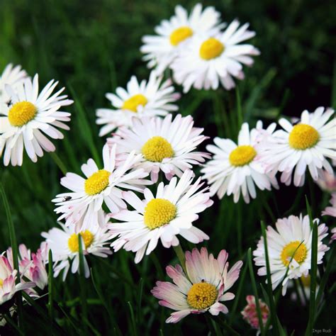 lawn daisies ingaphotography