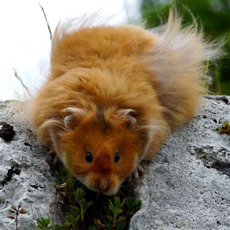 Albums 94 Pictures Pictures Of Long Haired Hamsters Superb 10 2023