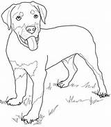 Rottweiler Coloring Puppy Pages Dog Puppies Drawing Printable Lab Cute Pinscher Miniature Cartoon Kids Supercoloring Color Retriever Golden Print Dogs sketch template