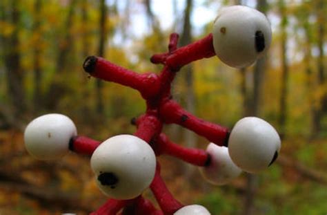 10 Creepy Plants And Fungi That Look Like Human Body Parts Listverse