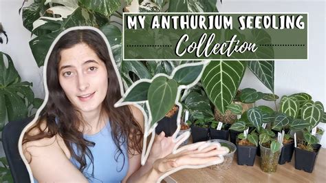 anthurium seedling collection youtube