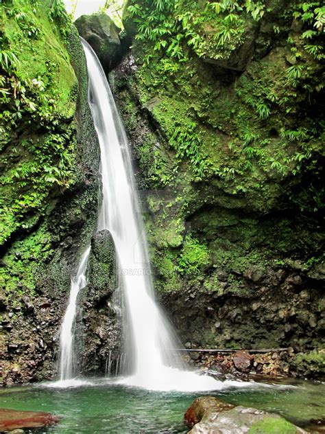 Dominica Rain Forest By 4jrosario On Deviantart