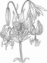 Coloring Pages Flower Lily Flowers Color Lilies Printable Recommended Print sketch template