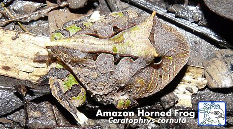 amazon horned frog peru birding trips flickr