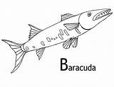 Barracuda Coloring Fish Pages Color sketch template