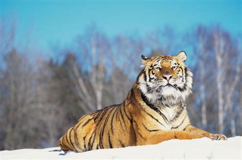 siberian tiger size habitat population facts britannica