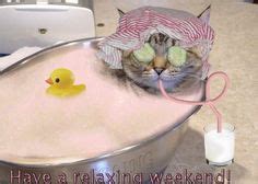 spa time funny cats crazy cat lady crazy cats kittens cutest cats