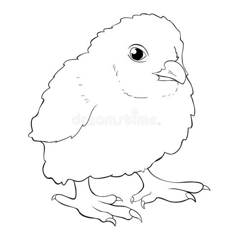 coloring  chicken baby vector illustration stock vector