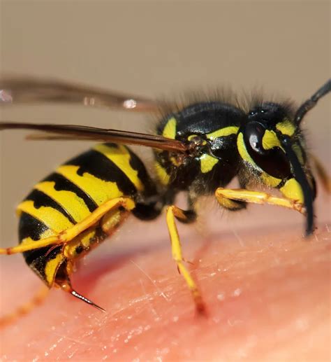 honeybees bumblebees  wasps pest control  london