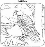 Eagle Bald Coloring Pages Drawing Color Printable Line Animals Eagles Scout Getdrawings Printables Print sketch template