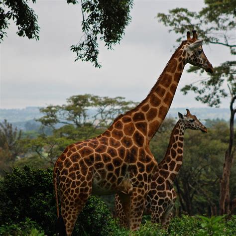 giraffe centre nairobi aktuell fuer  lohnt es sich mit fotos