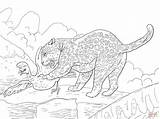 Jaguar Coloring Pages Step Template Sketch sketch template