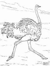 Desert Coloring Animals Ostrich Coloringbay Animal sketch template
