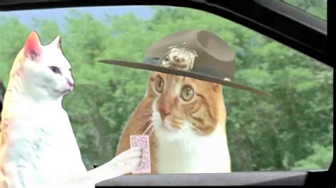 super troopers meow scene with cats youtube