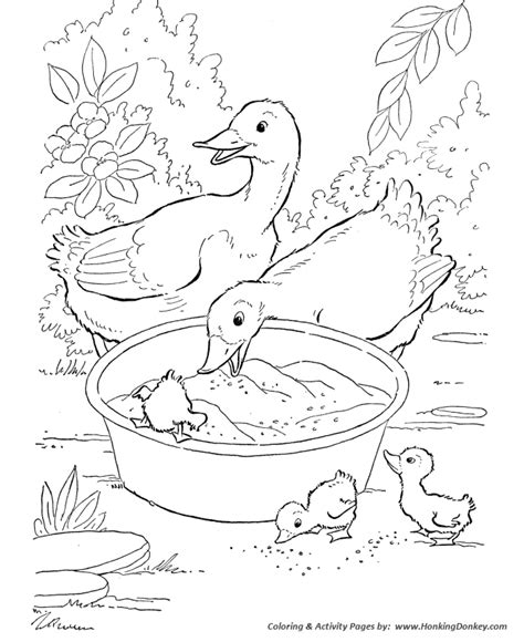 farm animal ducks eating grain coloring pages printable duck coloring