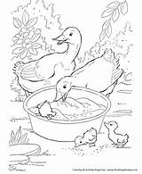 Coloring Farm Pages Duck Animal Animals Ducks Printable Kids Grain Eating Honkingdonkey Sheets sketch template
