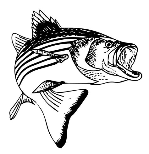 striped bass drawing    clipartmag