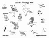Mississippi Birds State Mammals Coloring Amphibians Exploringnature Reptiles Habitats sketch template