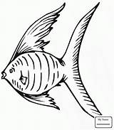 Angelfish Getdrawings Drawing sketch template