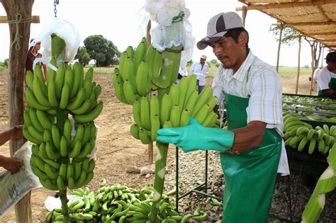 directo  sin rodeos continua el impulso  la produccion de banano organico en la margen