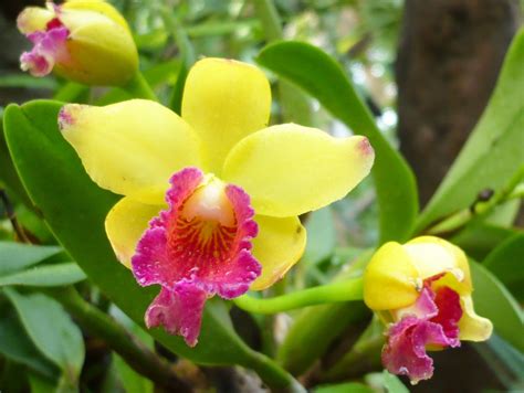 rose website orchids