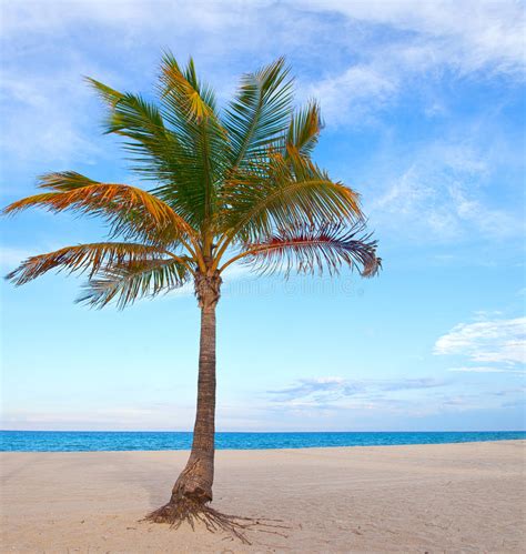 Palm Tree On A Beautiful Sunny Summer Afternoon In Miami