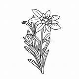 Edelweiss sketch template