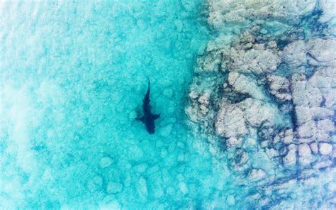 drone shark  app keeping surfers safe