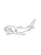 Shark Coloring Megalodon Pages Megamouth Fin Drawing Getdrawings Nurse Nose Sawshark Long Mako Printable Sharks sketch template