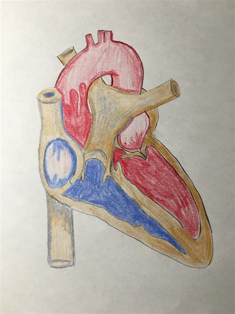 heart art ecg guru instructor resources