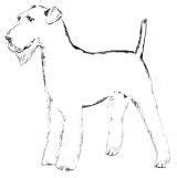 airedale coloring pages photo  gonnafly photobucket