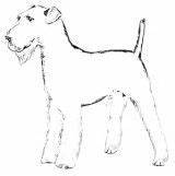Airedale Coloring Pages Photobucket sketch template