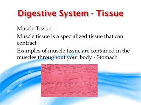 Ppt Digestive System From Cells To Organism Powerpoint Presentation