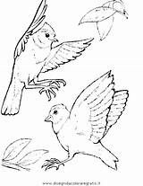 Uccelli Malvorlagen Ausmalen Ausdrucken Colorare Vogelhochzeit Malvorlage Ninjago Verschiedene Boyama sketch template