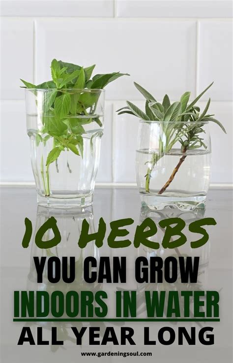herbs   grow indoors  water  year long indoor vegetable
