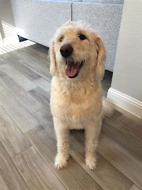 Mowgli Doodle Rock Rescue Dallas Tx