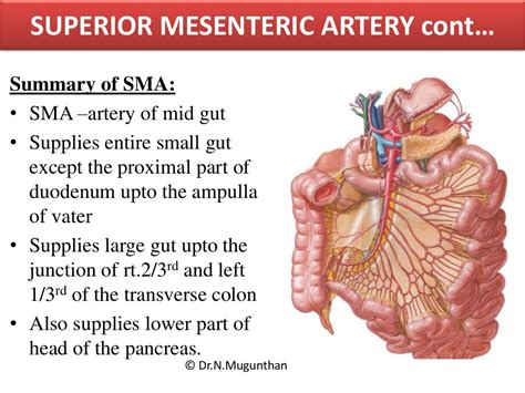 mesentery jejunum ileum and superior mesenteric artery pdf lecture n…