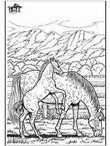 Coloring Horse Pages Horses Adults Wild Realistic Pferde Pony Ausmalbilder Ausmalen Sheets Adult Animals Zum Pferd Colouring Von Bilder Funnycoloring sketch template