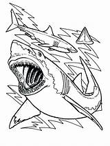 Shark Coloring Pages Great Sharks Bull Drawing Color Teeth Printable Megalodon Sheet Bulls Print Chicago Kids Cute Anatomy Clark Outline sketch template