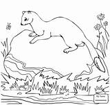 Coloring Ferret Weasel Footed Pages Printable Getdrawings Getcolorings Color Sheet Unique Colorings sketch template