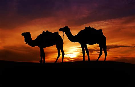 camels in the sahara photograph by audra mitchell